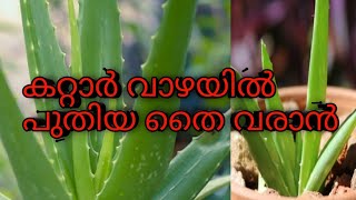 kattaar Vazha/ Aloevera കറ്റാർ വാഴ പരിചരണം