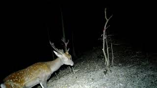 鹿 シカ 白岳山 標高 110m 広島県呉市 2024-08-11^09-27