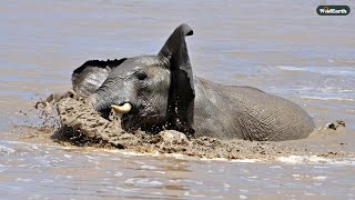 Elephant's Splashing Adventure - SafariLIVE Sunrise - 13 February 2025