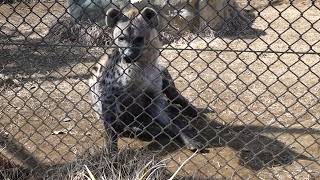 カロアくん目の前で止って毛づくろい♪　　ブチハイエナ　千葉市動物公園にて　2022年3月5日　 00141