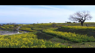 大分県長崎鼻の菜の花