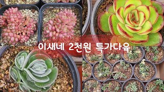 이새네 2천원 특가다육! 대박~놓치면안돼요