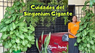 CUIDADOS DEL SINGONIUM GIGANTE