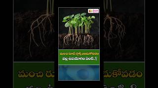 Why Choosing the Right Rootstock is Important in Telugu || Deccan Exotics #shorts #farming #ytshorts