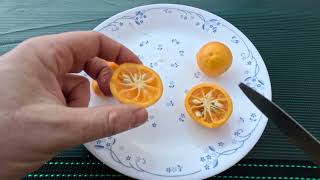 Taste Testing Nippon Orangequat and Calamondin