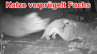 Nachts wenn der Fuchs kommt......und verprügelt wird 😂 #short cat spank fox