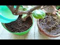 मोगरा से दूसरी बार हजारों फूल लेने के लिए करें ये ज़रूरी काम mogra plant care tips and fertilizer