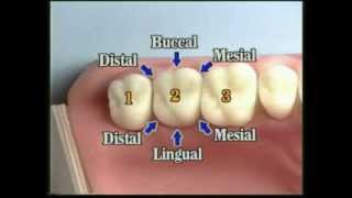 V109: Patient Records Management & Dental Charting