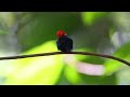 red capped manakin moonwalk dance costa rica.