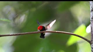 Red capped Manakin, Moonwalk Dance, Costa Rica.