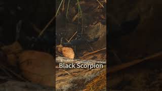 Animals World, 🦂Black Scorpion, 🦂predatory arachnids, Nature, Habitat, Insects, Species, Bugs, Birds