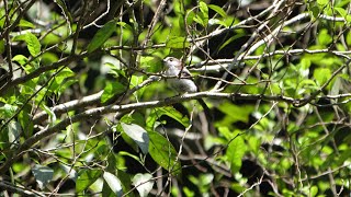 自然環境保全センター 自然観察園のエナガお食事中　その１（4K60P動画）