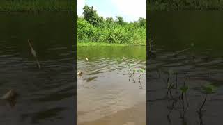 Bisa subur ikan di spot ini lemu lemu mantap#spot #tilapia #mancingliar #mancing #fishing  #fish