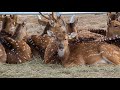 veszprém zoo növény és vadaspark