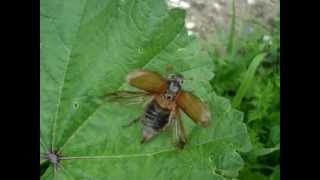 Melolontha melolontha - Feldmaikäfer / Cockchafer