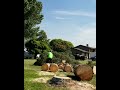 limbing and bucking a tree in hyper speed.