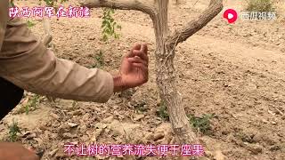 实拍红枣之乡新疆且末，你吃的红枣他们是如何种植的？请看此视频