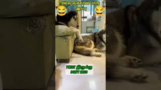 Dog funny dubbing tamil 🔥🤣 #animalfundub #aniimalsdubbing #doglover #dogsfunnyvideo #shortsfeed