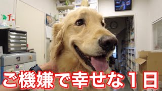 血液検査の結果も改善傾向に！久しぶりの出勤などご機嫌な１日を過ごすメイプルさん！【メイプル闘病記#73】