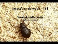 Insect van de Week 116: Wormkruidhaantje