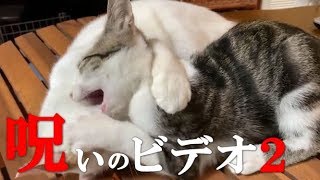 【恐怖】　呪いの猫ビデオ２　おわかりいただけただろうか？