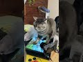 猫のお尻の臭いを嗅ぐ猫の顔