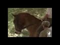 usdf 1993 national symposium suppleness and connection for third level