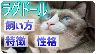 ラグドールってどんな猫？【特徴・性格・注意点】