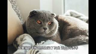 夏天到了给猫洗澡的频率应该多久洗一次#萌宠出道计划#猫咪 #狗狗