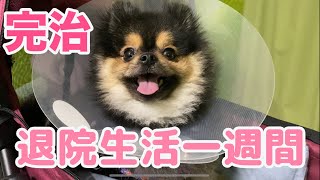 【パテラ術後日記】完治？！回復力がすごすぎるポメラニアン！全て見せます