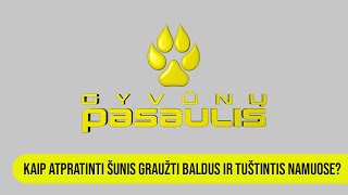 Gyvūnų pasaulis: kaip atpratinti šunis graužti baldus ir tuštintis namuose?