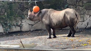 フィーダー（給餌器）からエサを取り出そうとするマロくん【2022年11月26日】【上野動物園】ヒガシクロサイ