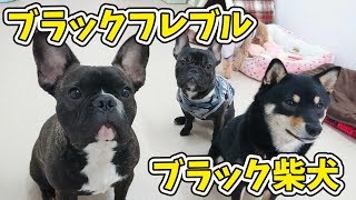 ブラックフレブル！ブラック柴犬！ 【ひみつきちなう！②】2019年3月13日