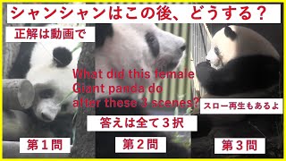 【カワイさ200%】シャンシャンはこの後、どうする？～What did this female giant panda do after these 3 scenes?