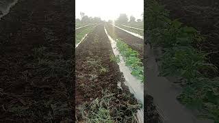 Intercrop Brinjal+ Cucumber Change the farmer's life and farming system