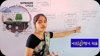 નાઇટ્રોજન ચક્ર |Nitrogen Cycle in gujrati medium