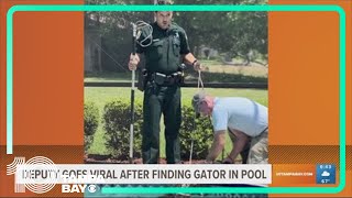 8-foot gator takes dip in Florida pool, deputy's reaction goes viral