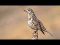 het geluid van de grote lijster natuur en vogel geluiden om de grote lijster te herkennen 10 uur