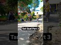 Tari Guel Part 3 #tariguelpart3 #tariguel #tarianaceh #tariaceh #tarigayo #budayagayo #gayo #viral