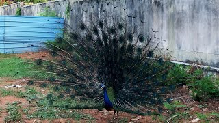 நீண்ட தோகையுடன் ஆண் மயில் நடனம் ஆடும் இயற்கை காட்சி/Male Peacock Dancing Natural Scenery