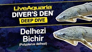 LiveAquaria® Diver’s Den® Deep Dive: Delhezi Bichir (Polypterus delhezi)