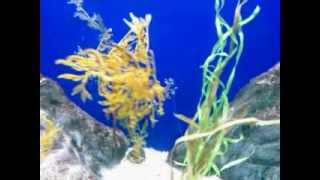 THONDI  PLANT LIKE  SEA HORSES