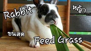 การกินหญ้าที่แสนอร่อยของกระต่าย Feed Grass ||KeawMaRoonOsum