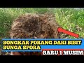 panen porang dari biji spora - DI LAHAN NAUNGAN