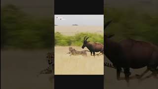 Rewinding Nature's Drama: Wild Oxen Outsmart Cheetah in Epic Reversed Chase #shorts  #viral