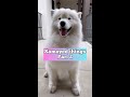 Things you should know before getting a Samoyed, part 2 #dog #samoyed #shorts