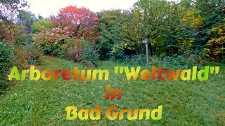 Virtual Hike in the Beautiful Autumn Atmosphere of the Arboretum "Weltwald" in Bad Grund