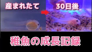 アクアリウム サテライトとコリドラスの稚魚