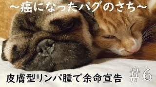 皮膚型リンパ腫になった犬のパグ #皮膚型リンパ腫 #pug #癌 #余命半年