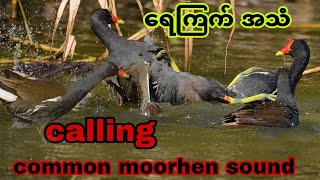 ရေကြက် အသံ #moorhen